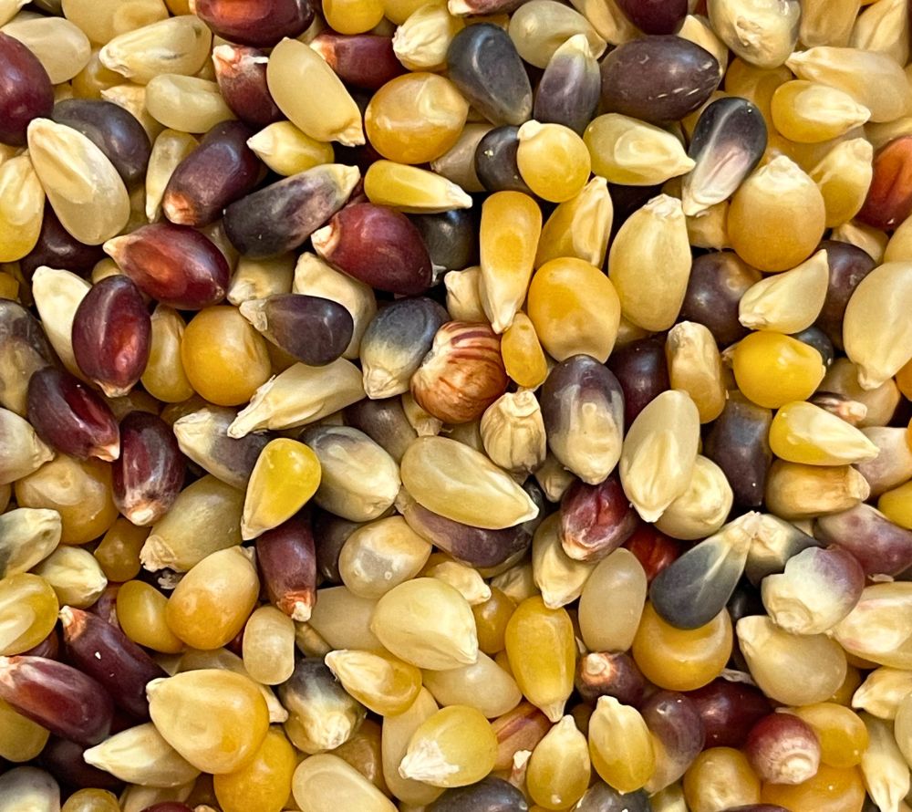 Everly Grace Pumpkin Time Popcornkörner online bei Madevegan kaufen – feiner Gourmet-Popcornmais für herbstliche Popcornkreationen & knusprigen Genuss!